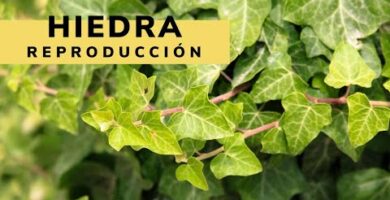 enredaderas para pared hiedra