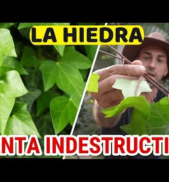 Todas las Hiedras son Venenosas: Descubre la Verdad sobre estas Plantas