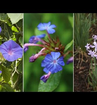 hiedra flores azules