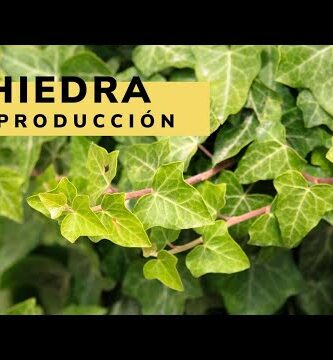 hiedra vivero