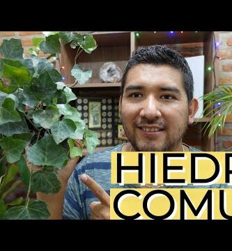 cuidados de la hiedra enredadera