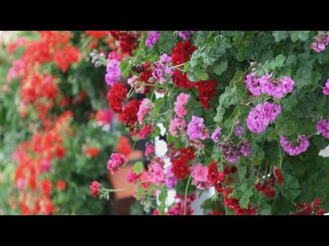 plantas de hiedras con flores