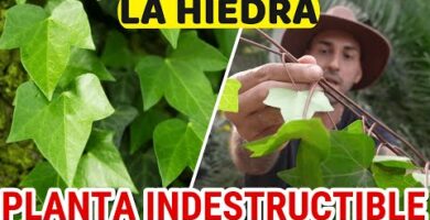 hiedras plantas trepadoras de sol