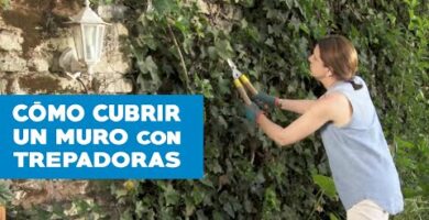 hiedra para pared