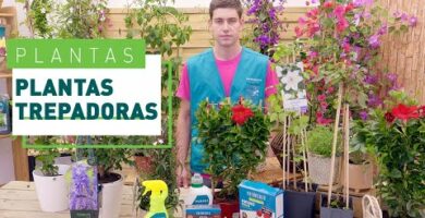 hiedras trepadoras perennes