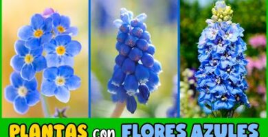 hiedra flor azul