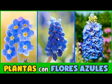 hiedra flor azul