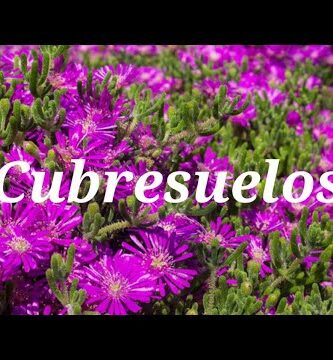 hiedra cubresuelo