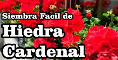 hiedra cardenal cuidados